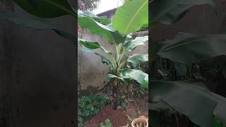 Banana Plant growth of my garden reels [upl. by Siraved]