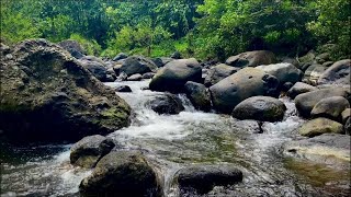 Peaceful forest stream flowing over rocks that makes you fall asleep Stream for Good Nights Sleep [upl. by Puglia124]