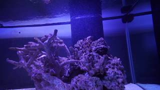 Jebao RW20 wavemaker  180 Gallon reef flow test [upl. by Jevon150]