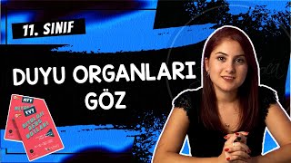 9 GÖZ  DUYU ORGANLARI 1  11 SINIF  AYT BİYOLOJİ DERS NOTLARI  2024 [upl. by Ahsoet]