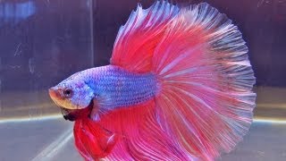 The International Betta Competition  magnificent fighting fish on show [upl. by Emelda]