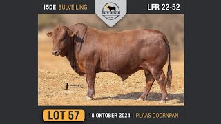 Lot 57  Vlakte Bonsmara Bulveiling  18 Okt 2024 [upl. by Horlacher]