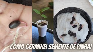 Como germinei sementes de PINHA  GRAVIOLA  ATA  dicas muito facil e garantida [upl. by Connell935]