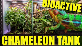 How to setup a BIOACTIVE CHAMELEON ENCLOSURE [upl. by Hsetirp]