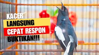 SUARA BURUNG kacer gacor NGEPLONG TARUNG konslet ini paling AMPUH buat PANCINGAN KACER agar EMOSI [upl. by Cleland]