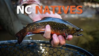 Fly Fishing in NC for WILD Trout Hurricane Helene Update [upl. by Madelle]