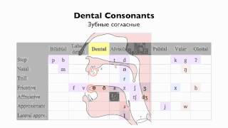 English Consonants  Place of Articulation [upl. by Nniw]