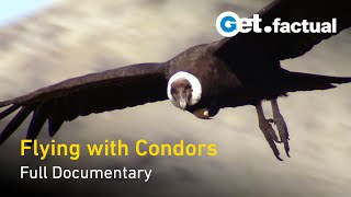 Flying With Condors  Full Documentary [upl. by Olegnaed]