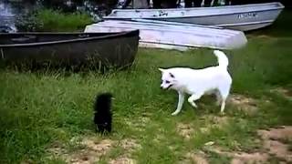 Dog vs Skunk [upl. by Yenrab]