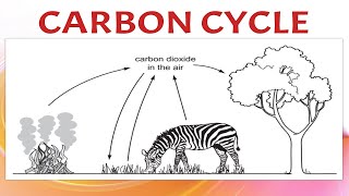 Carbon Cycle [upl. by Kushner]