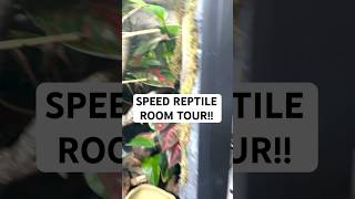 REPTILE ROOM TOUR in 60 seconds [upl. by Nuavahs12]