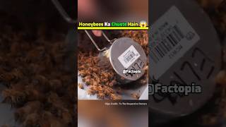 This Is Why Bees Are Coated In Sugar 😱 shorts honeybee facts amazingfacts [upl. by Aneem]