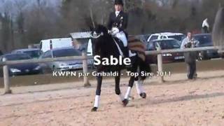 Sable KWPN Par Gribaldi [upl. by Areic]