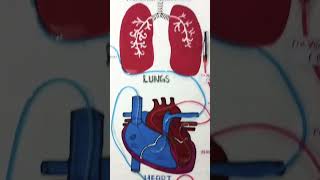 Circulatory System model🫀 [upl. by Winnie]