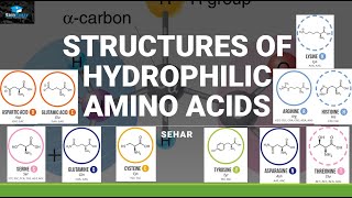 Structure Of Hydrophilic Amino acids Easy Memorization [upl. by Strade]