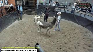 HermansonKist Fall Sale Mandan North Dakota [upl. by Eirrab]