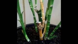 How to care for Lucky bamboo and helpful tips [upl. by Ycram]