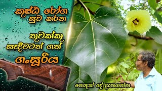 කුෂ්ඨ රෝග සුව කරන ගංසූරිය  Gansuriya  Tulip Tree  Suriya  Gansooriya  Thespesia populnea [upl. by Aruol]