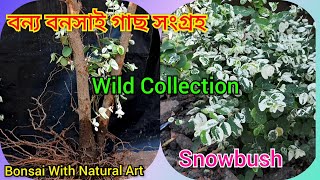 বন্য বনসাই গাছ সংগ্রহ ।।😀😃 Snowbush 😀😃 Wild Collection Bonsai 😀😃 [upl. by Gavrielle]