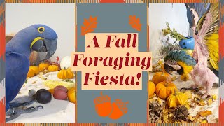 Fall Foraging Fiesta [upl. by Nelyag]