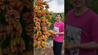 This Papaya Tree is so Amazing 😱🤔💯shorts youtubeshorts ytshorts shortsvideo [upl. by Airakaz]