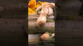 Do you ever taste delicious Razor Clam  Best seafoods [upl. by Marni]