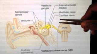 Cranial Nerves 8 of 12 Vestibulocochlear Nerve  Head and Neck Anatomy 101 [upl. by Kalindi]