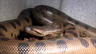 Small Male Green Anaconda [upl. by Sivla]