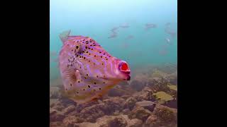 Coral City Camera  Scrawled Filefish Odd Couple  71421 [upl. by Amsa]