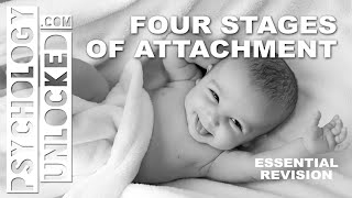 Four Stages of Attachment John Bowlby  Attachment  Psychology Revision Tool [upl. by Hedelman]