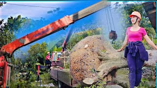 GENIUS GIRL Control The Crane To Transport Giant Trees  Tran Dieu Linh  Daily Life [upl. by Anwadal]