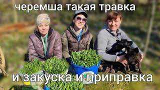 ЧЕРЕМША  ДИКИЙ ЧЕСНОК ПОШЛА МАССОВО Польза противопоказания [upl. by Trovillion]