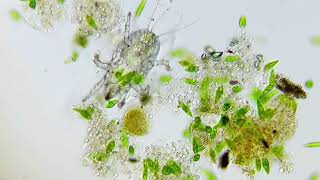 The Amazing Microscopic World  Euglena [upl. by Vincenz]