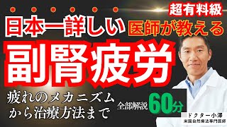 【副腎疲労症候群】を日本一詳しい医師が解説。疲れのメカニズムから治しかたまで、全てを解説。60分の有料級動画。 [upl. by Esemaj]