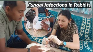 Fungal Infections in Rabbits mylifesvlogsdrpriyanka trending Viral MrBeast [upl. by Honora544]