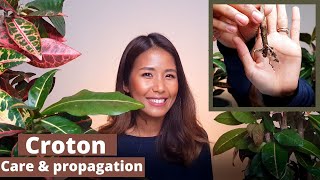 Croton propagation and care  How to propagate croton successfully [upl. by Solomon]