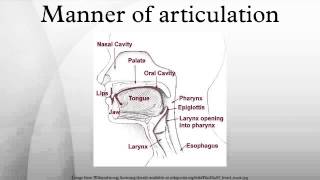Manner of articulation [upl. by Wivina491]
