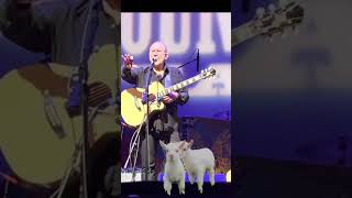 Colin Hay Overkill That Song About the Goats shorts [upl. by Ver]