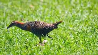 Buffbanded Rail Gallirallus philippensis 3 [upl. by Nicolai]