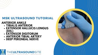 MSK ultrasound of anterior ankle inc tibialis anteriorextensor hallucis longusextensor digitorum [upl. by Dorolice]