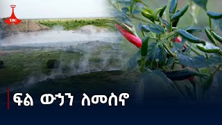 ፍል ውኃን በማቀዝቀዝ ለመስኖ አገልግሎት እያዋሉ ያሉ የሀላባ አርሶ አደሮች  ሃላባ  መስኖ  ፍልውሃ [upl. by Nira]