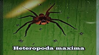 Spider🕷 Heteropoda maxima Giant huntsman spider [upl. by Anizor]