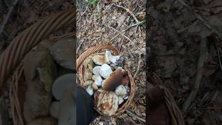 Forest therapy PorcinoCepBolet shorts new nature trending foryou wood pilze fyp mushroom [upl. by Leanora]