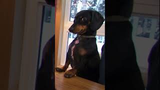 Weiner dog song dog petssong [upl. by Babbie446]