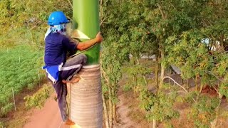 Vua Khỉ Cưa Cây Cau Vua Ở Vị Trí Siêu Khó Cut down Roystonea regia tree [upl. by Nrehtak]