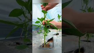 How To Over Winter Pepper Plants [upl. by Godspeed]