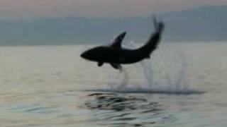 Great White Shark Cage Diving  Breaching Great White Shark Simonstown Cape Town [upl. by Tiga]