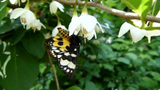 Beautiful Moth on Japanese Snowbell トラガ（蛾）がエゴノキの花で吸蜜 [upl. by Ahso]