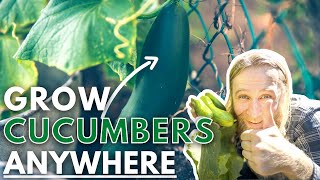 Growing Cucumbers in Containers 9 Tips On Pruning Feeding Pests and More [upl. by Airolg768]