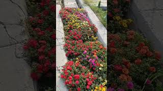 Beautiful garden portulaca flower in front of road horticulture garden shortvideo nature [upl. by Savadove]